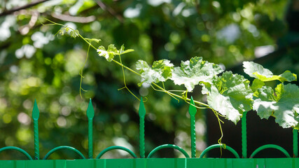 Naklejka premium Vine climbs green metal fence