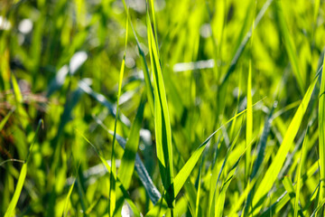 Naklejka premium Vibrant green grass blades bask in morning sunlight