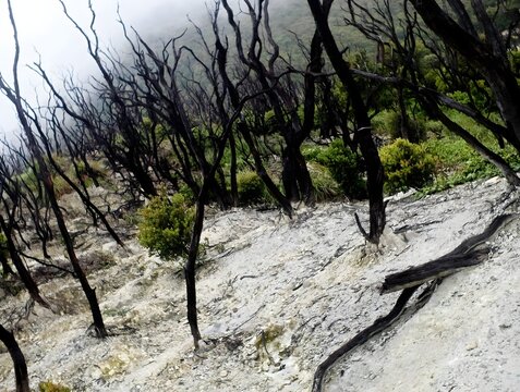Dead burnt forest with charred black trees on white volcanic sand slope at Mount Papandayan, Indonesia