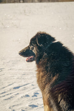 Close-up portrait of a happy black dog outdoors in winter, surrounded by snow and illuminated by soft natural sunlight.