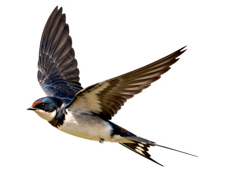 Wild barn swallow flying in mid-air with outstretched wings
