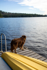 Fototapeta premium A fluffy brown dog stands on a wooden dock by a lake