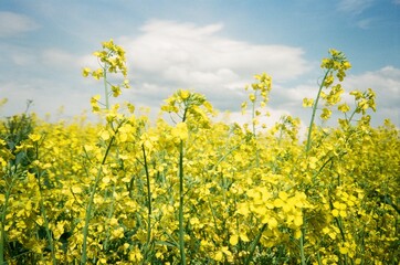 Fototapeta premium Field of yellow flowers under a cloudy sky during daytime Analog Film