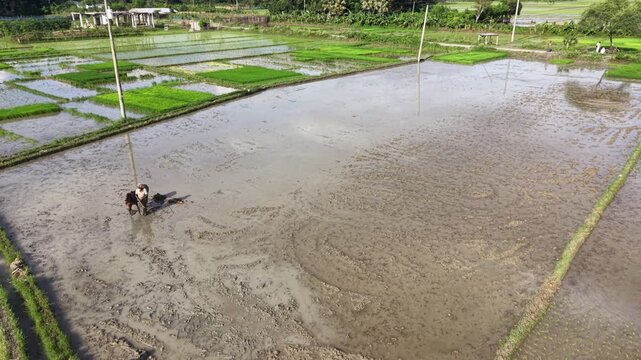 Aerial view of farmer plowing a rice paddy with a buffalo