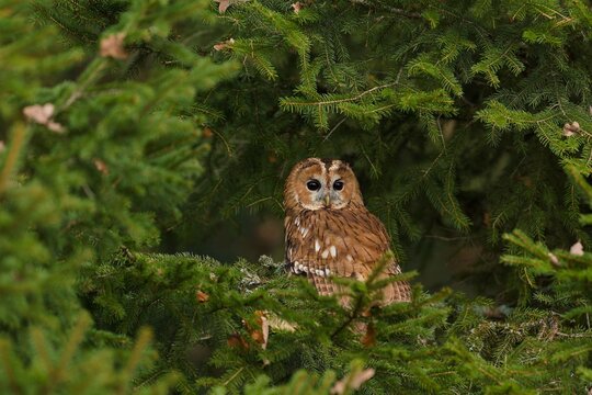 A taweny owl sits on a spruce tree. Strix aluco. A beutiful brown owl in the nature habitat.