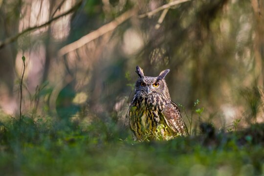 Artistic photo of a adult eagle owl. A beautiful eagle owl in the nature habitat. Bubo bubo. 