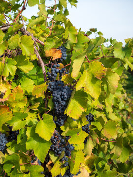 Ripe dark wine grapes hanging on a grapevine at Star&aacute; hora in Pezinok, Slovakia, ideal for viticulture, harvest, winemaking, wine production, terroir and autumn agriculture concepts.