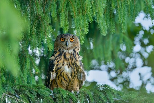 A adult eagle owl sits on a spruce tree and looks at the camera. A beautiful eagle owl in the nature habitat. Bubo bubo. 