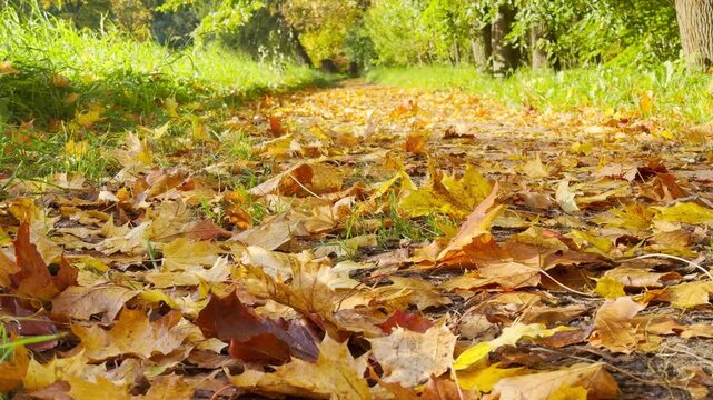 Fallen leaves cover the path in slow motion. This peaceful scene in Catherine Park, Pushkin, Saint Petersburg creates a calm and serene feeling.