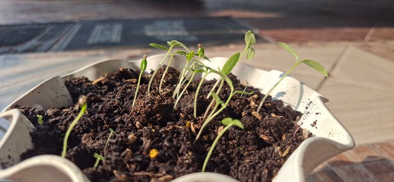 A young tomato seedling emerging from the soil, representing new growth and germination