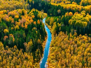 Fototapeta premium Aerial view of a winding river surrounded by vibrant autumn foliage in a dense forest