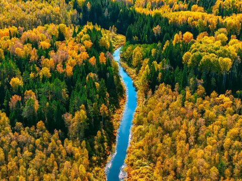 Aerial view of a winding river surrounded by vibrant autumn foliage in a dense forest