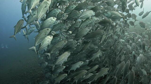 Bigeye trevally (Caranx sexfasciatus) forming a dramatic schooling tornado in open water near Tulamben, Bali. 4K UHD slow-motion underwater footage