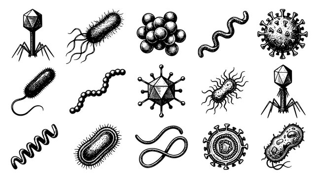 Detailed black and white vector illustration of various microorganism types
