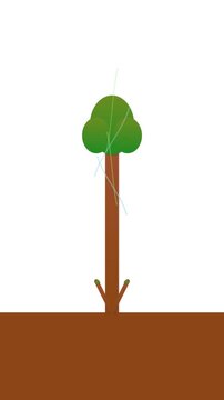 Neomorphic Animated Eco-Growth: Stylized Leaf Unfurling Sapling Becoming Tree Sustainable Green Energy Concept Video premium