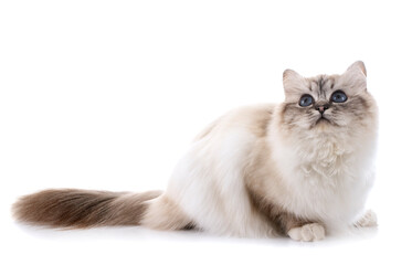 birman kitten in studio © cynoclub