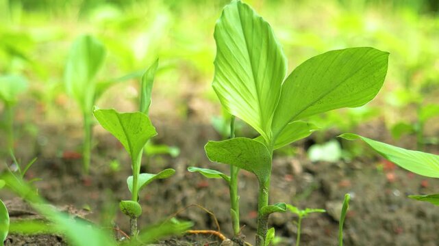 Fresh green turmeric plant growing in a rural village farm in