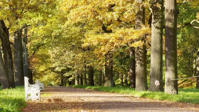 Golden trees line an empty path in slow motion. This scenic view in Catherine Park, Pushkin, Saint Petersburg evokes a calm and peaceful feeling.