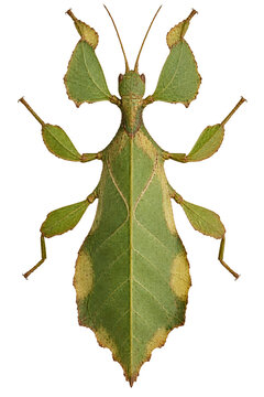 Leaf insect isolated cutout on a fully transparent background with ragged wings