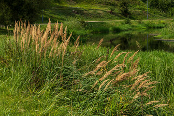 Wild grass by calm riverbank in natural landscape, green vegetation background © Anna