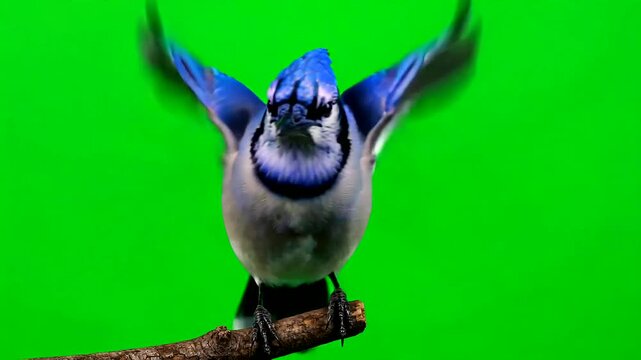 Blue Jay Perched on Branch Flapping Wings Green Screen