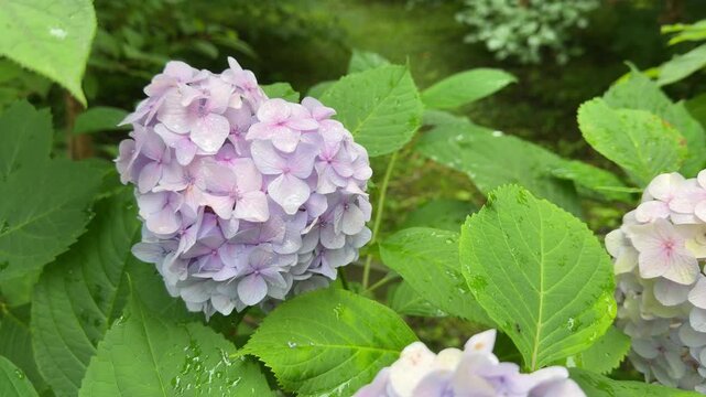 Delicate Lilac Hydrangea Macrophylla Blooms, Garden Hydrangea with Fresh Green Leaves