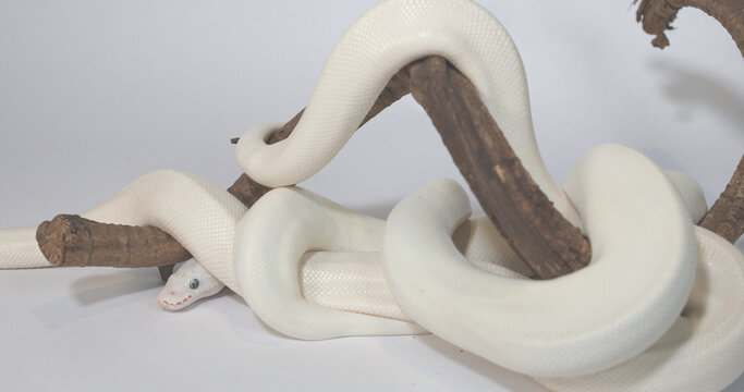 Leucistic Ball Python Coiled Around Wooden Branch in Studio