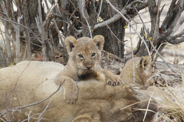 African lion cub watches from atop a lioness with a second cub behind © WildinAfrica