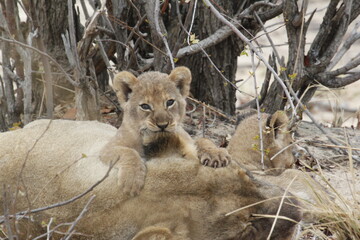 African lion cub lifts its head and looks ahead from a lioness © WildinAfrica