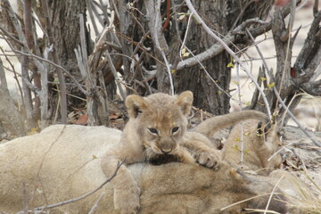 African lion cub rests its chin on a lioness in a thicket of dry bush © WildinAfrica