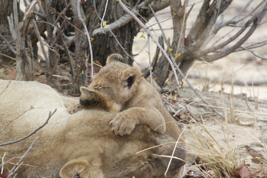 African lion cub hooks its paws over the flank of a lioness