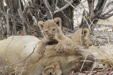 African lion cub sits upright with crossed paws on a resting lioness © WildinAfrica