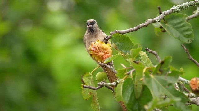 Wild bird perched on tree branch eating fruit, songbird feeding on wild figs in forest foliage, nature documentary wildlife video isolated on Transparent Background