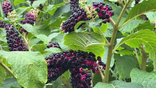 Dark purple Phytolacca americana berries with green foliage, American pokeweed plant close-up
