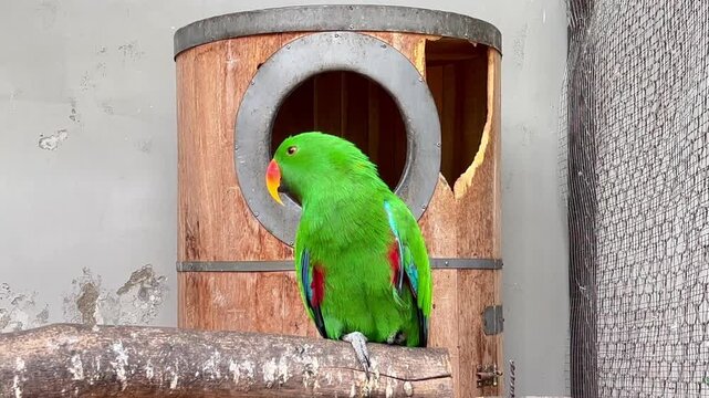Group footage of Moluccan Eclectus parrots Eclectus roratus, featuring green plumage and natural bird behavior from Maluku, Indonesia.