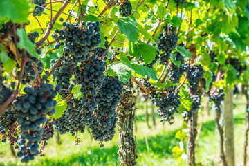 Naklejka premium Close up of ripe black grapes growing in clusters on green vine in sunny vineyard.