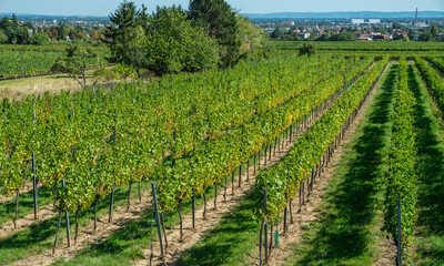 Naklejka premium Wide panorama of green vineyard rows stretching across countryside under clear blue sky.
