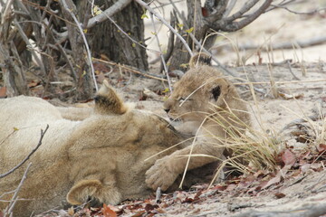 African lion cub rests its cheek against a lioness in profile © WildinAfrica