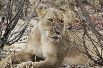 African lioness lies looking left in a thicket of dry bush © WildinAfrica