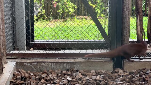 Footage of a Javan mongoose Urva javanica actively running back and forth inside a glass cage at a zoo.