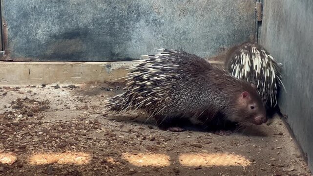 Footage of a Javan porcupine Hystrix javanica, also called Sunda porcupine, inside a glass cage at a zoo.