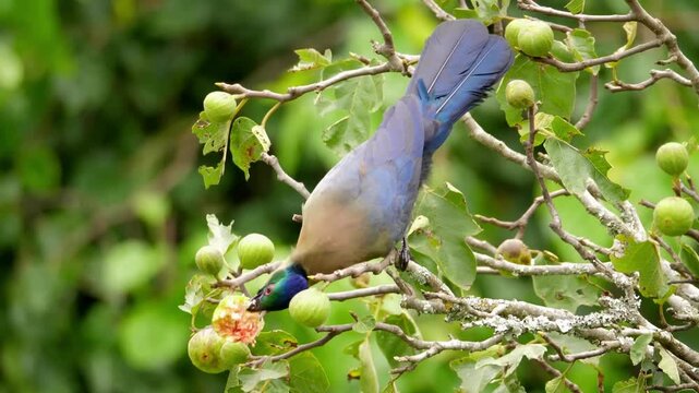 Rainbow King Bird of Paradise perched on branch, eating green figs in tropical forest foliage, exotic wildlife nature scene, video footage isolated on Transparent Background