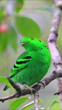 Vibrant green bird perched on a thin tree branch in a lush tropical