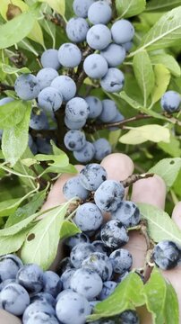 Exploring Nature to Find Rare Wild Purple Berries in Autumn Wilderness