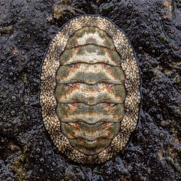 Macro of Armored Chiton With Eight Shell Plates on Wet Rock
