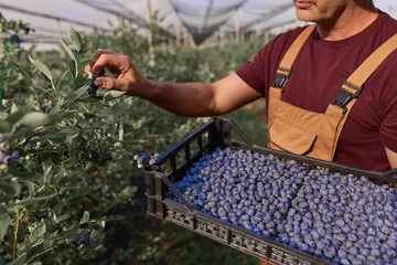 Fotobehang Bosdieren Farmer picking fresh blueberries on a farm.  © astrosystem