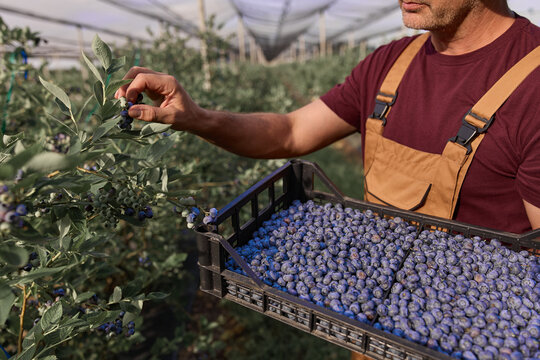 Farmer picking fresh blueberries on a farm.