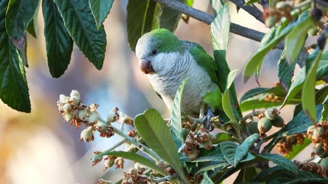 Grey parakeet peeking from green leaves, soft cinematic nature background, outdoor close-up bird footage, tropical wildlife, garden setting isolated on Transparent Background