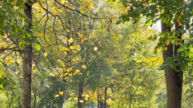 Golden leaves fall gently in slowmo. A peaceful autumn day in Pushkin, Saint Petersburg brings serene joy.