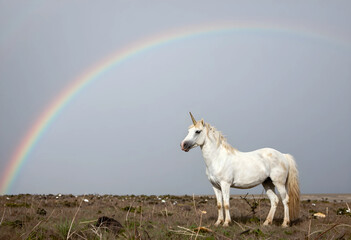 Fototapeta premium Fantasy and imagination concept, white unicorn standing in a wild meadow under a colorful rainbow in a cloudy sky for magical storytelling themes